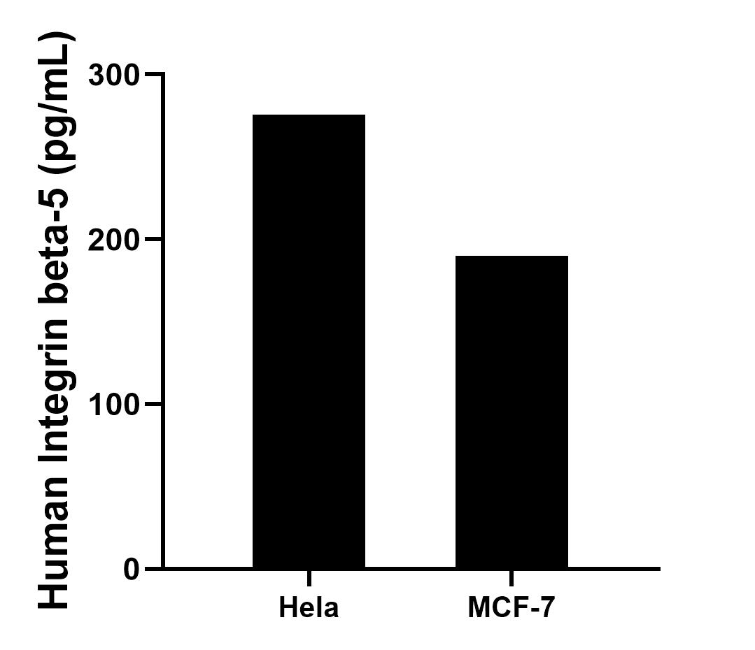 The mean Integrin beta-5 concentration was determined to be 275.71 pg/mL in Hela cell extract based on a 2.8 mg/mL extract load and 190.06 pg/mL in MCF-7 cell extract based on a 3.1 mg/mL extract load.